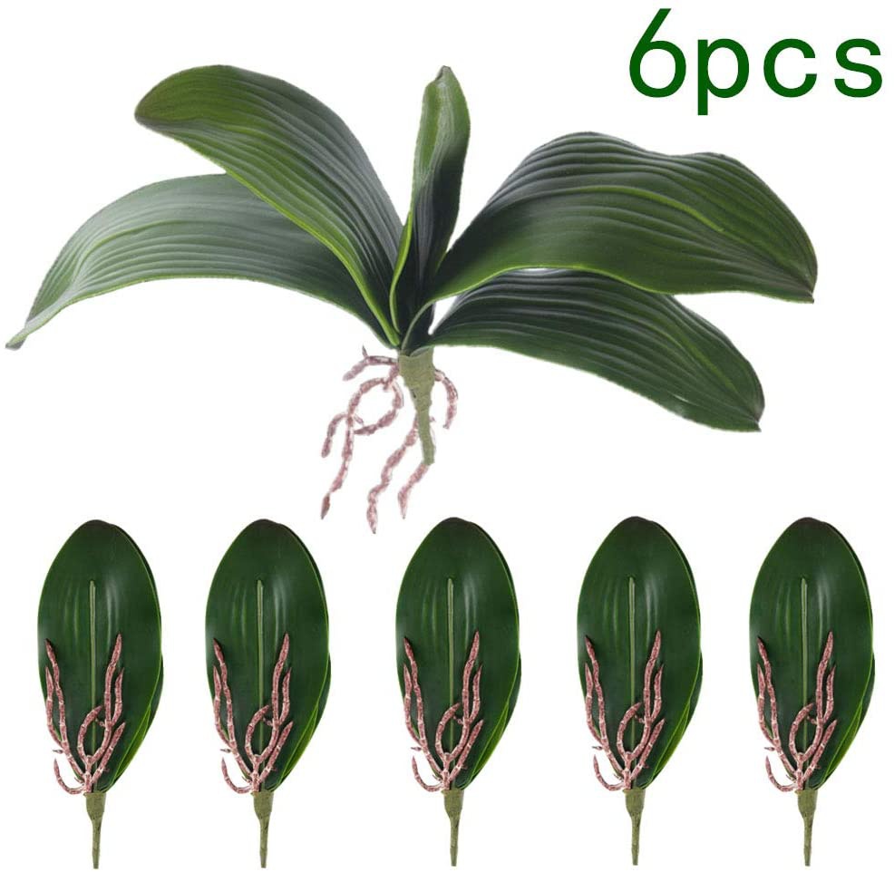 Phalaenopsis Orchids Leaves Ar - Orchid Phalaenopsis incelemesi ve fiyatı