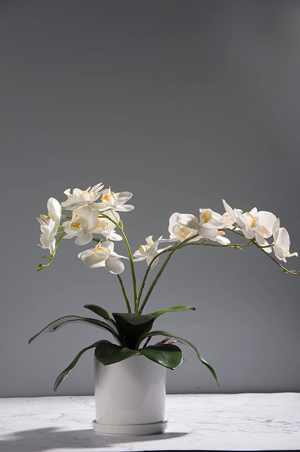 Phalaenopsis Orchids Leaves Ar - Orchid Phalaenopsis incelemesi ve fiyatı