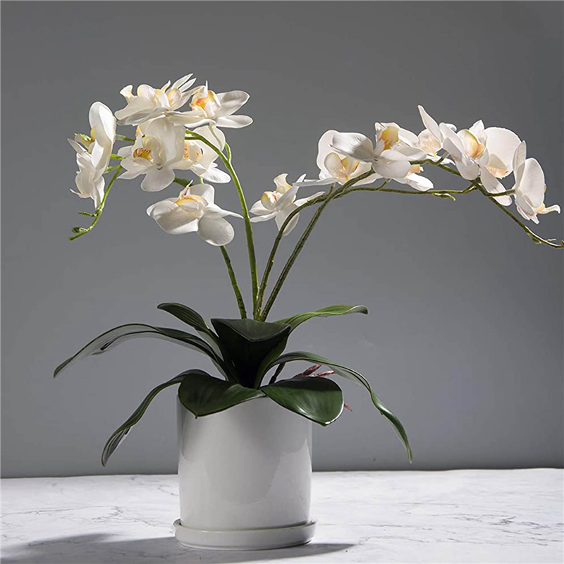 AB45 Phalaenopsis Orchids Leav - Orchid Phalaenopsis incelemesi ve fiyatı