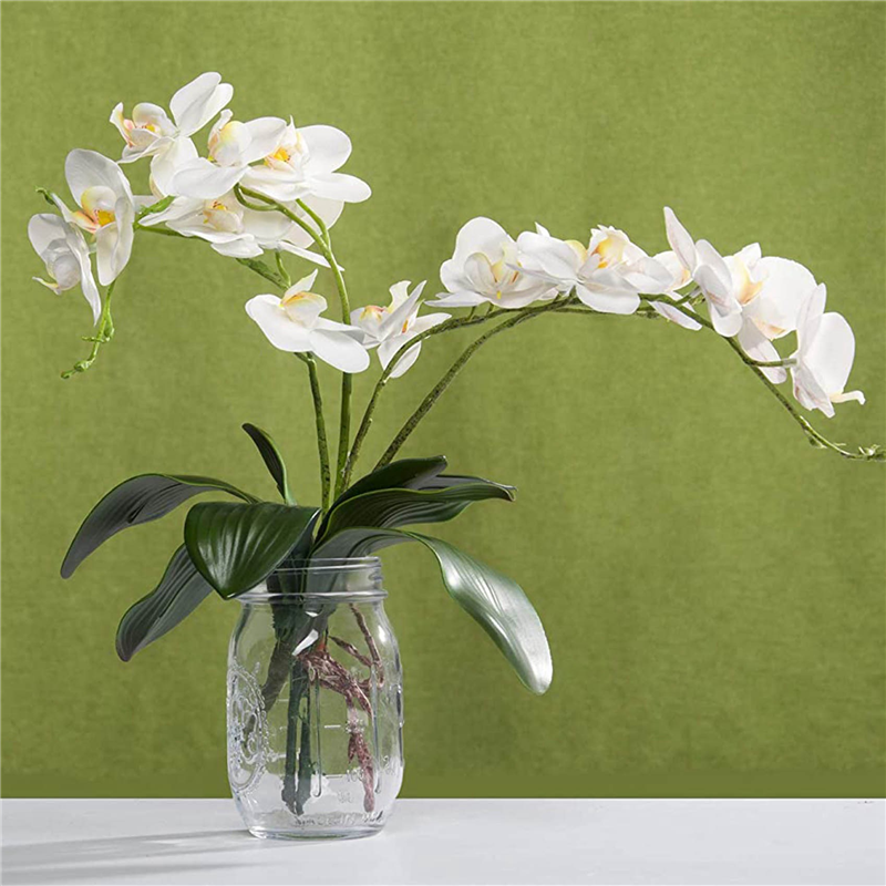 AB45 Phalaenopsis Orchids Leav - Orchid Phalaenopsis incelemesi ve fiyatı