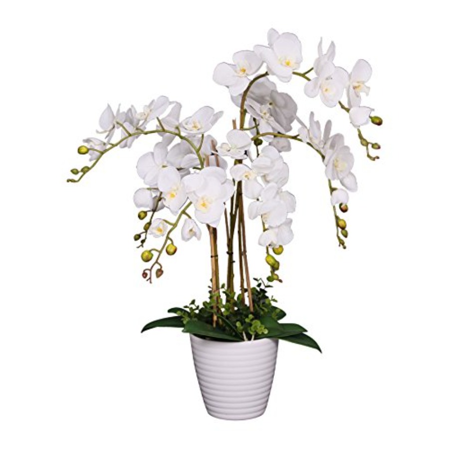 691322320985 Unique and Gorgeo - Orchid Phalaenopsis incelemesi ve fiyatı