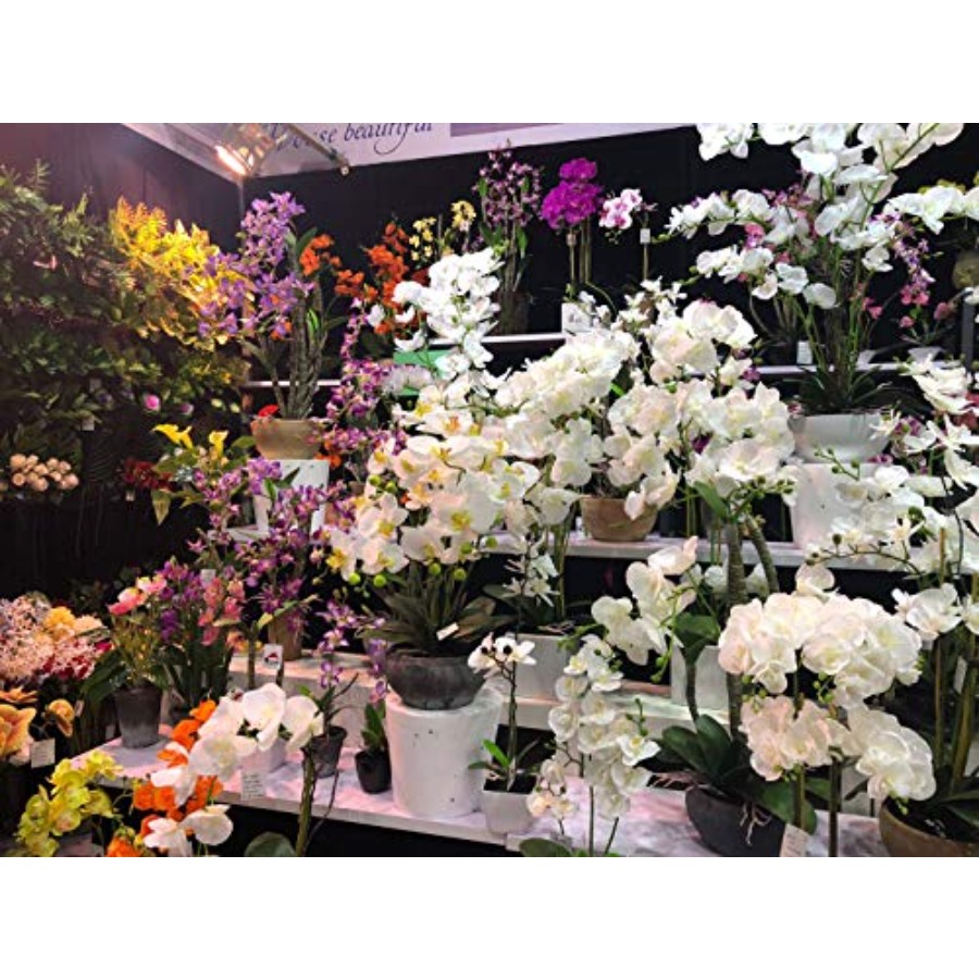 691322320985 Unique and Gorgeo - Orchid Phalaenopsis incelemesi ve fiyatı