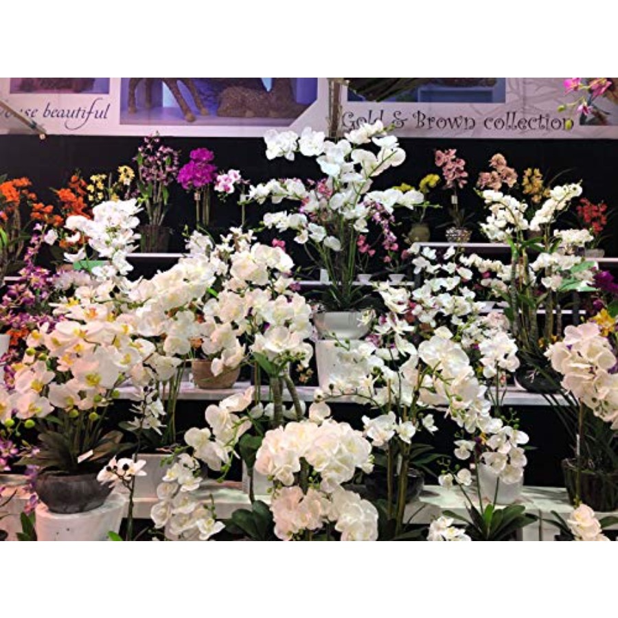 691322320985 Unique and Gorgeo - Orchid Phalaenopsis incelemesi ve fiyatı